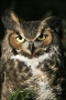 Great-Horned-Owl;Owl;Bubo-virginianus;one-animal;close-up;color-image;nobody;pho
